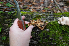 Trichoderma peltatum