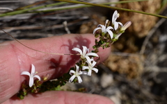 Wahlenbergia tenella