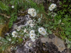 Anaphalis nepalensis