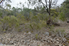 Melaleuca trichostachya