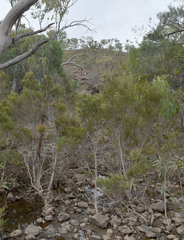 Melaleuca trichostachya