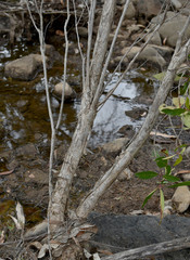 Melaleuca trichostachya