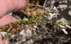 Wahlenbergia tenella
