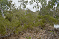 Melaleuca trichostachya