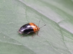 Prepopharus partitus