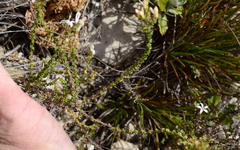 Wahlenbergia tenella