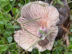 Lactarius paradoxus
