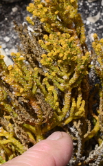 Hagnothesium