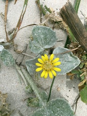 Arctotheca populifolia