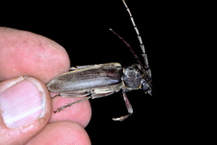 Enaphalodes hispicornis
