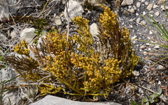 Hagnothesium