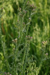 Carduus tenuiflorus