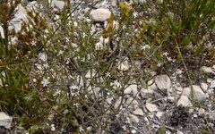 Wahlenbergia tenella