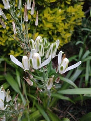 Albuca virens