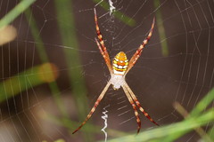 Argiope picta