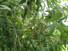 Diospyros dichrophylla