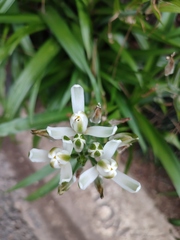 Albuca virens