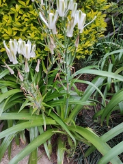 Albuca virens