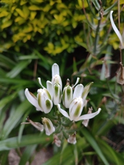 Albuca virens