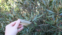 Rhododendron formosanum