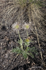 Pulsatilla turczaninovii