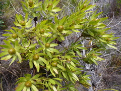 Leucadendron gandogeri