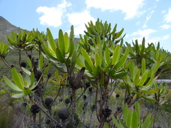 Leucadendron gandogeri