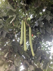 Cassia fistula