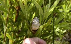 Leucadendron meridianum