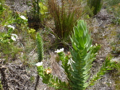 Osmitopsis asteriscoides