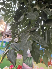 Cassia fistula