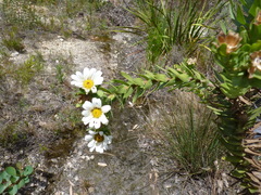 Osmitopsis asteriscoides