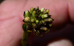 Thesium aggregatum