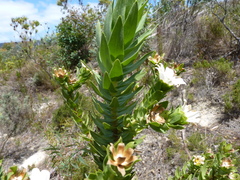 Osmitopsis asteriscoides