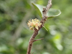 Dovyalis lucida