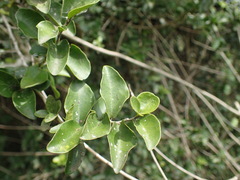 Dovyalis lucida