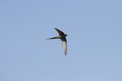 Cypsiurus parvus