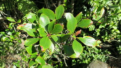 Ternstroemia gymnanthera