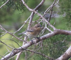 Setophaga coronata