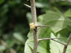 Dovyalis lucida