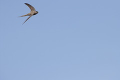 Cypsiurus parvus