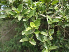 Dovyalis lucida