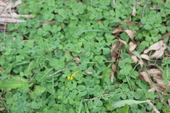 Oxalis purpurea