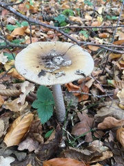 Amanita submembranacea