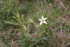 Solanum campylacanthum