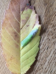 Phyllonorycter argentinotella