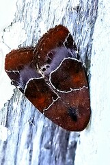 Hampsonodes mastoides