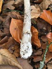 Amanita submembranacea