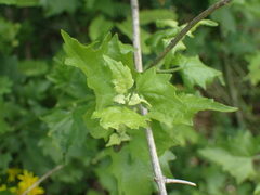 Microglossa mespilifolia