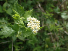 Microglossa mespilifolia